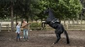 Black Beauty Fragman