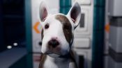 Jurassic Bark Fragman