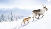 Ailo: Une odyssée en Laponie Fragman