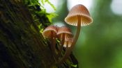 Fantastic Fungi Fragman