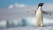 Penguins Fragman