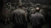 Rundskop Fragman