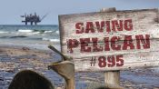 Saving Pelican 895 Fragman