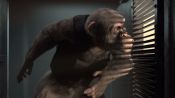 C.I.Ape Fragman