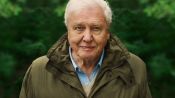 David Attenborough: A Life on Our Planet Fragman