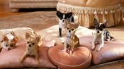 Beverly Hills Chihuahua 2 Fragman