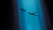 Blueback Fragman