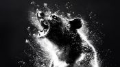 Cocaine Bear Fragman