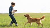 A Dog's Purpose Fragman