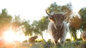 The Biggest Little Farm: The Return Fragman