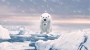 Polar Bear Fragman