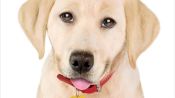 Marley & Me: The Puppy Years Fragman