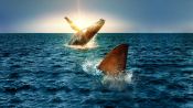 Shark Vs. Whale Fragman