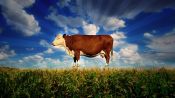 Food, Inc. Fragman