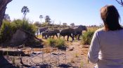 In the Footsteps of Elephant Fragman