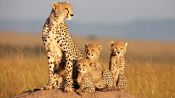 African Cats Fragman