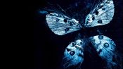 The Butterfly Effect 3: Revelations Fragman