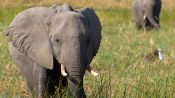 Elephant Fragman
