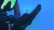 Puff: Wonders of the Reef Fragman