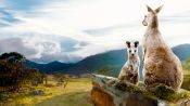 Kangaroo Valley Fragman