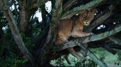 Tree Climbing Lions Fragman
