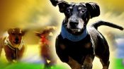Wiener Dog Nationals Fragman