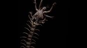 The Human Centipede 2 (Full Sequence) Fragman