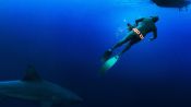 Secrets of the Bull Shark Fragman