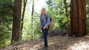 In the Forest Fragman