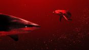 Sharks vs. Dolphins: Blood Battle Fragman