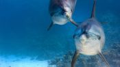 Dolphin Reef Fragman