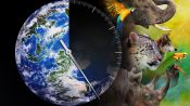 Racing Extinction Fragman