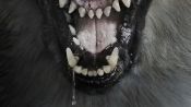 The Pack Fragman