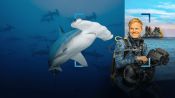 Hammerhead Sharks Up Close with Bertie Gregory Fragman