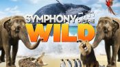 Symphony of the Wild Fragman