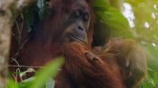 Orangutan Fragman