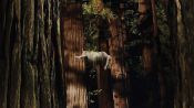 Woodshock Fragman
