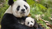 Born in China Fragman