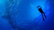 Sharks of Lost Island Fragman