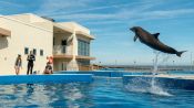 Bernie The Dolphin Fragman