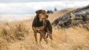 A Dog's Way Home Fragman