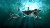 Shark Queens Fragman