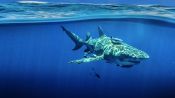 Sky Sharks Fragman