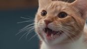 Inside the Mind of a Cat Fragman