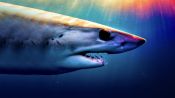 Shark Superpower Fragman