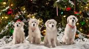 Santa Paws 2: The Santa Pups Fragman