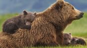 Bears Fragman