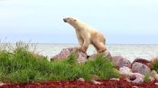 Polar Bears: A Summer Odyssey Fragman