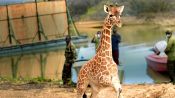 Saving Giraffes: The Long Journey Home Fragman