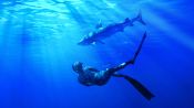 Maui Shark Mystery Fragman